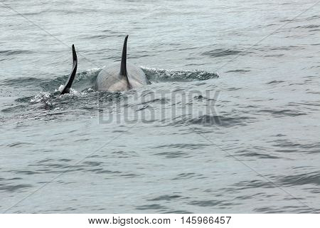 Couple of Killer Whales in the Pacific Ocean. Water area near Kamchatka Peninsula.