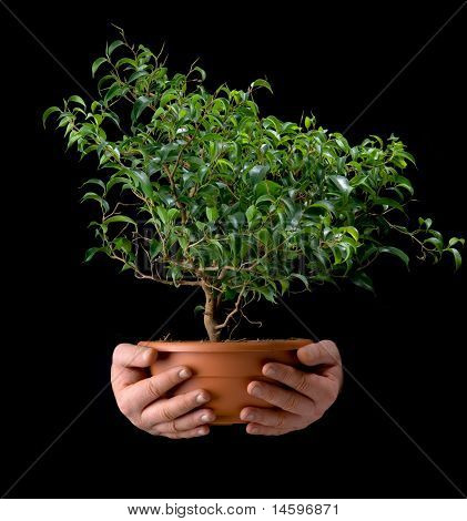 Small Tree In The Hands Of Men