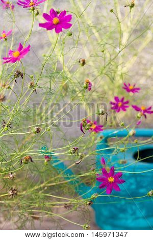 gardening and cultivation flowers and water can