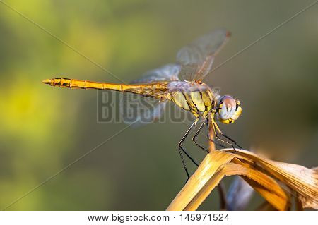 Red-veined Darter Dragonfly Sitting On A Plant