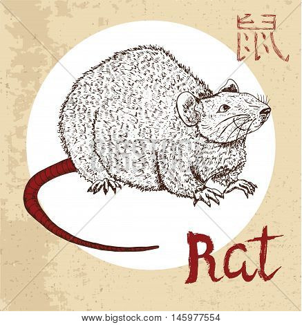 Chinese zodiac symbol of hand drawn rat or mouse with lettering. Horoscope and astrological vector sign of asian new year calendar. Graphic drawing with engraved animal. Chinese hieroglyph means Rat