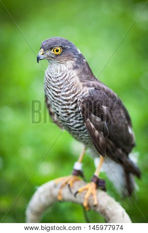 Eurasian sparrowhawk