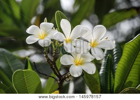 Beautiful blossom white Plumeria flower in Thailand