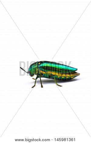 Beautiful Jewel Beetle or Metallic Wood-boring (Buprestid) top view isolated on white background.