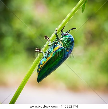 Jewel beetle, Metallic wood-boring beetle, Buprestid on green left