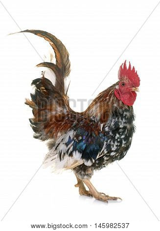 serama rooster in front of white background