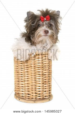 puppy biro yorkshire terrier in front of white background