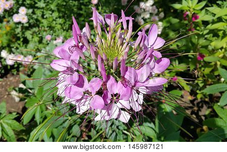 Pink Cleome or spider flower in the garden