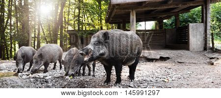 Panorama With Wild Boars