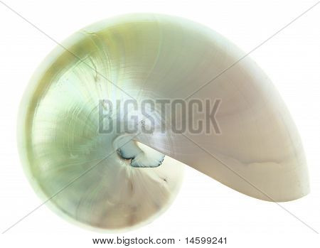 Nautilus Shell