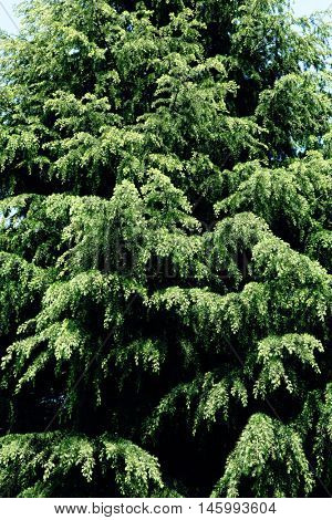 Japanese larch or karamatsu (Larix kaempferi) tree.