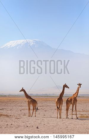 Three giraffes in front of Kilimanjaro at the background shot at Amboseli national park Kenya. Horizontal shot