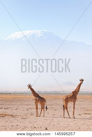 Two giraffes in front of Kilimanjaro at the background shot at Amboseli national park Kenya. Horizontal shot