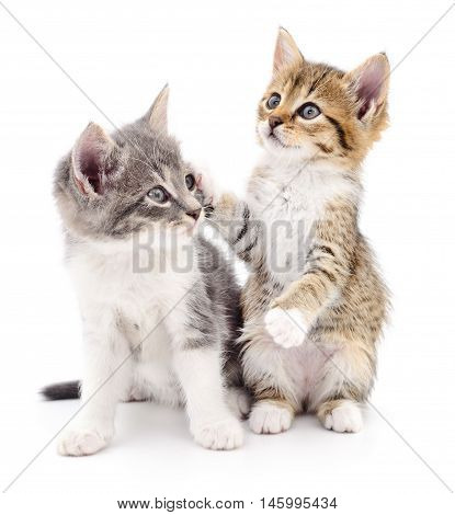 Two small kittens on a white background.