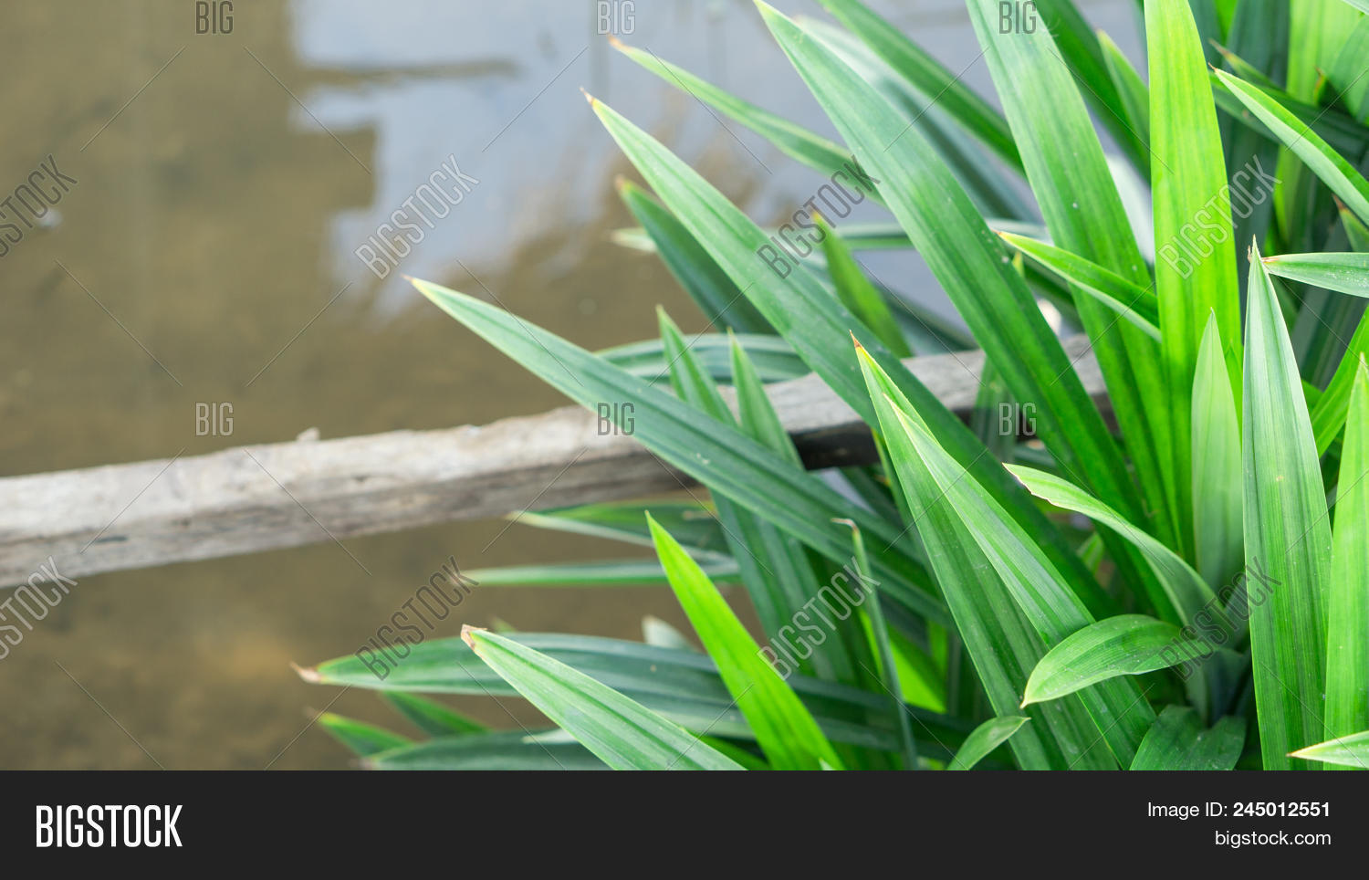 Pandan Green Leaf Image & Photo (Free Trial) Bigstock