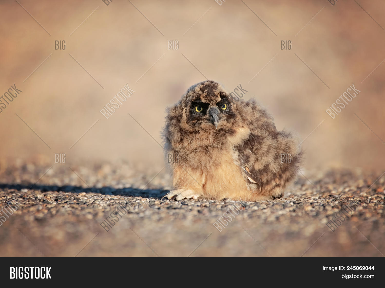 Short Eared Owlet Image & Photo (Free Trial) Bigstock