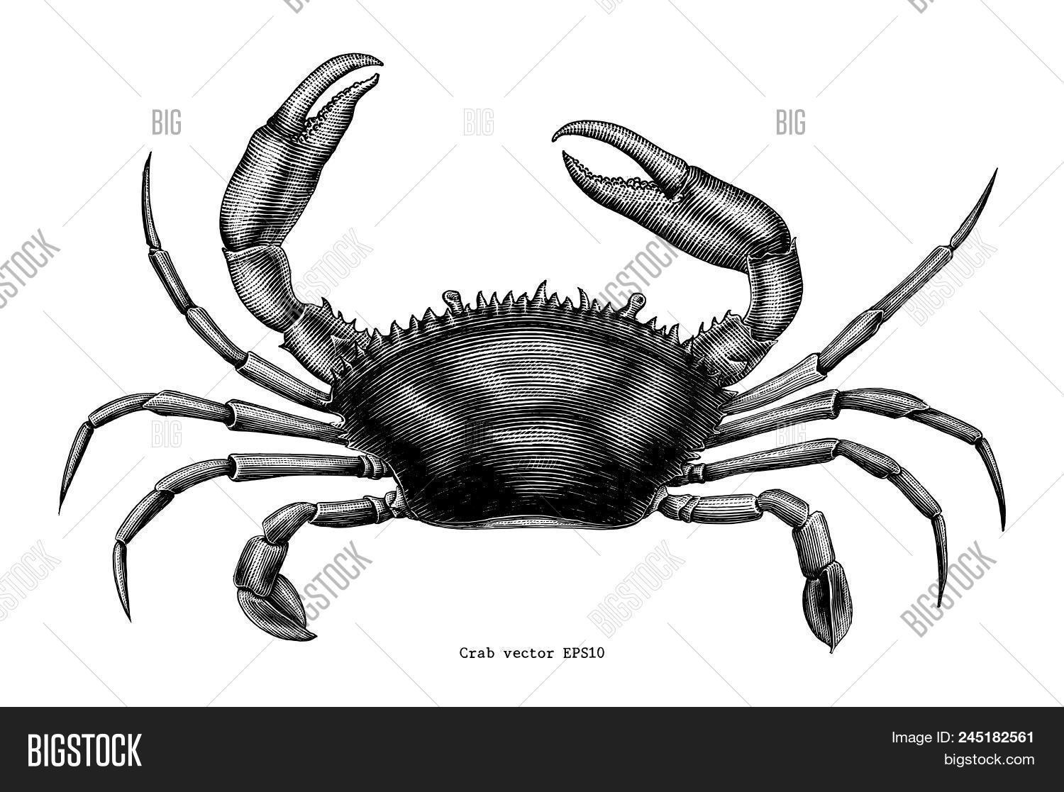 Crab Hand Drawing Vector & Photo (Free Trial) Bigstock