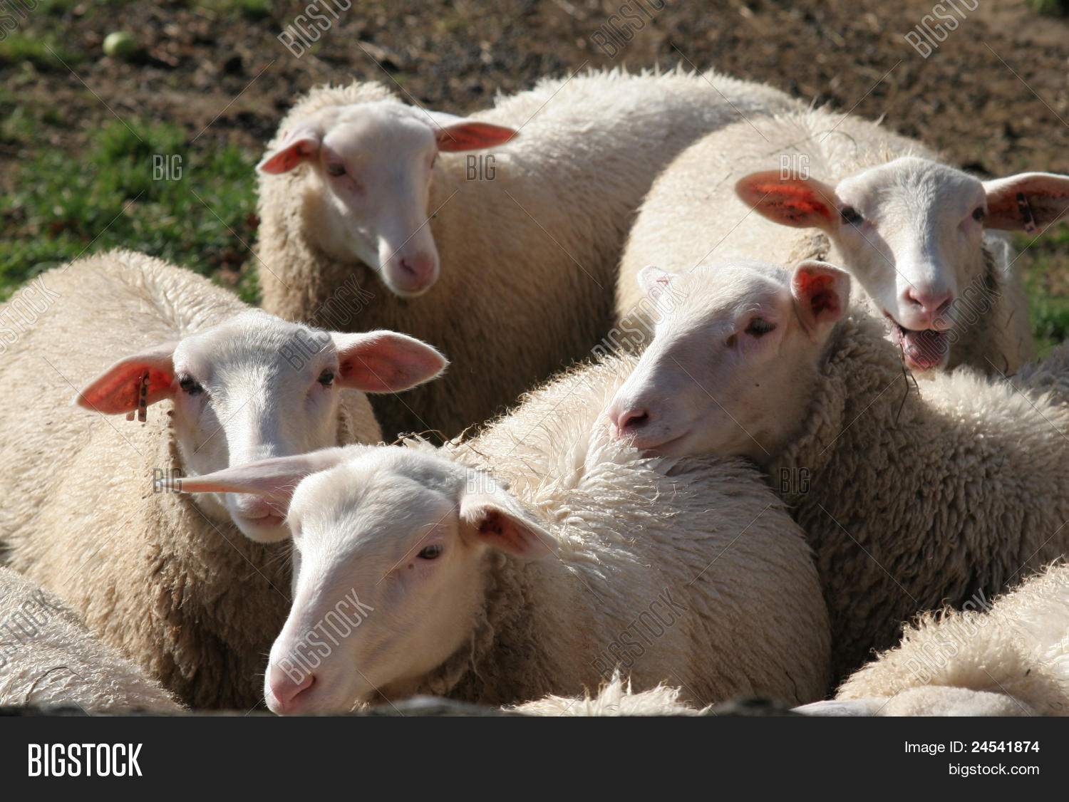 Vermont Sheep Image & Photo (Free Trial) Bigstock