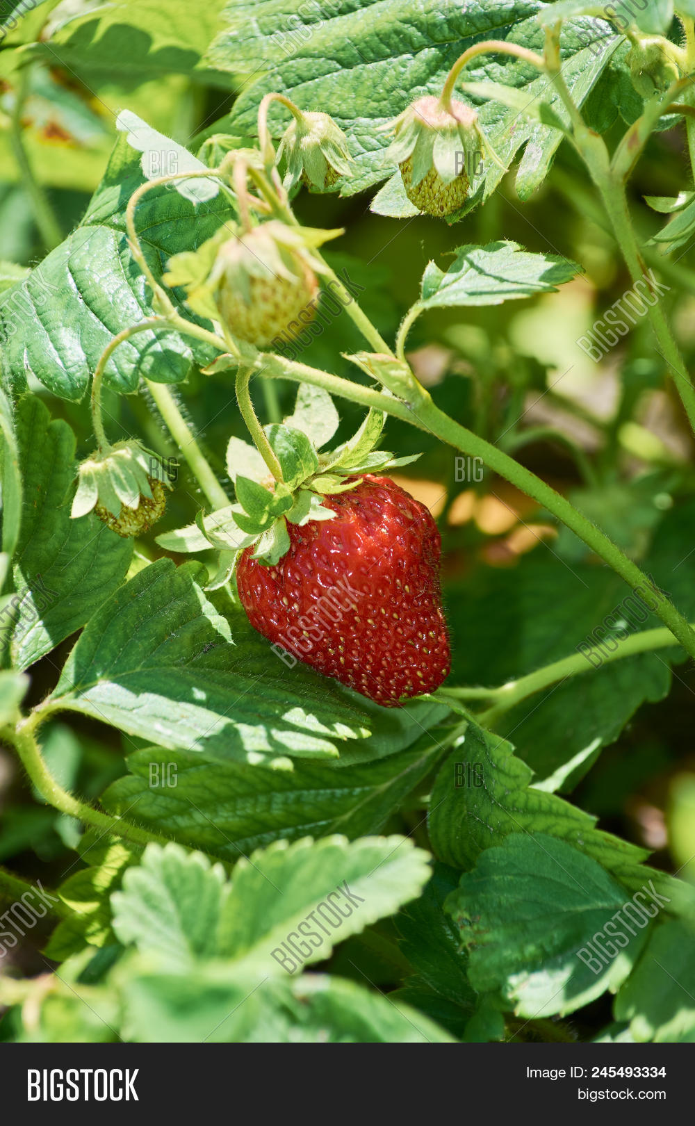 Bush Strawberry Big Image & Photo (Free Trial) Bigstock