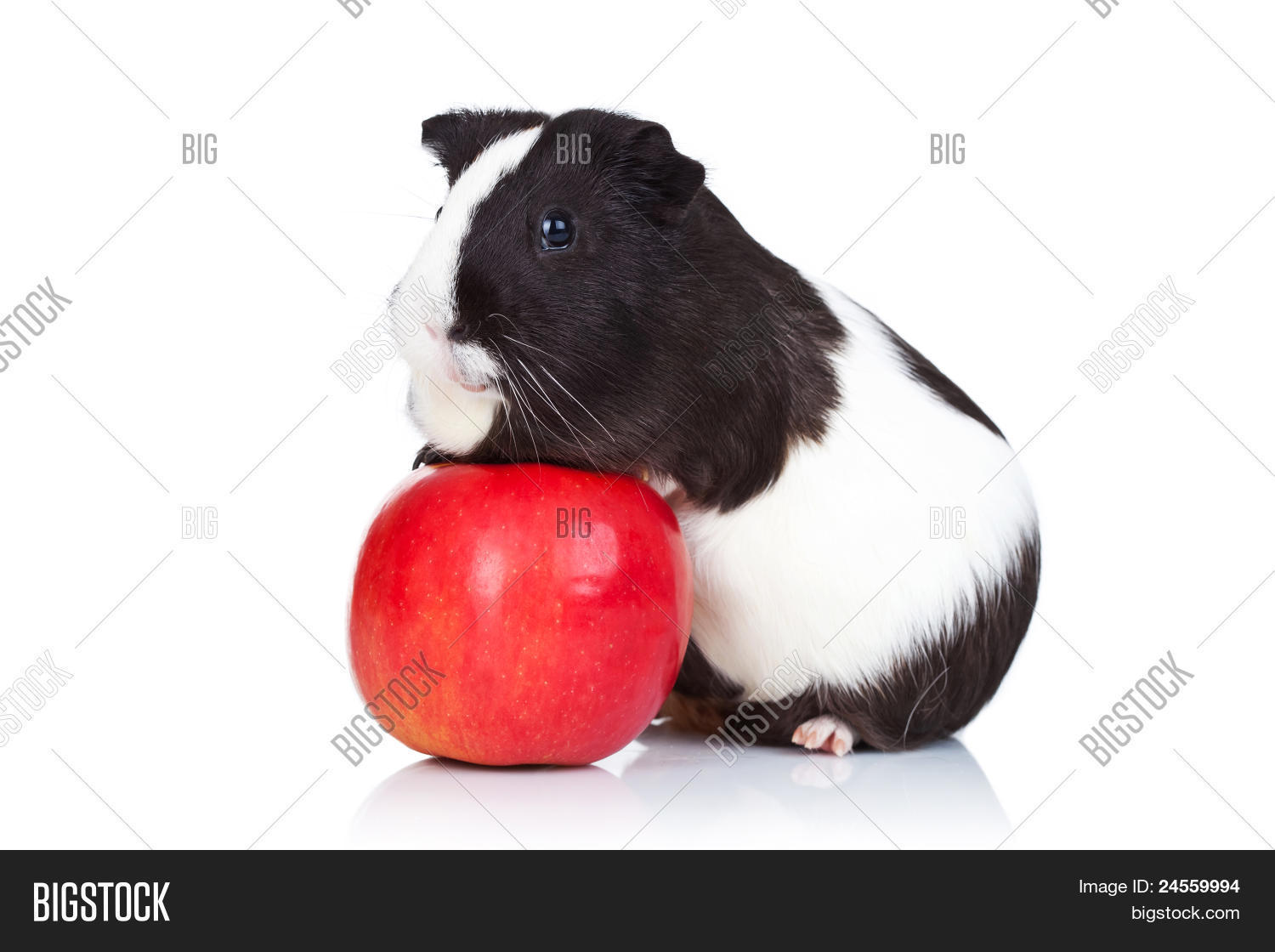 еда для морских свинок. морские свинки. морские свинки яблоки. морские свинки яблоки. морские свинки яблоки.