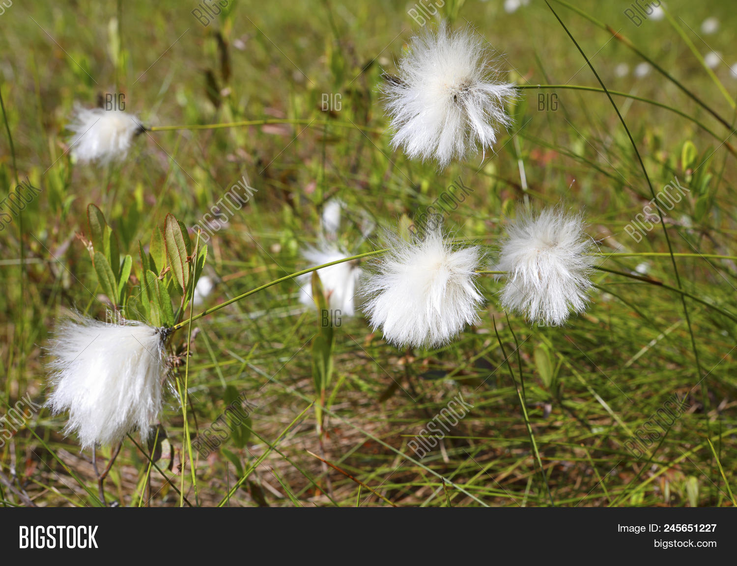 Cotton Grass Bog Sunny Image & Photo (Free Trial) Bigstock