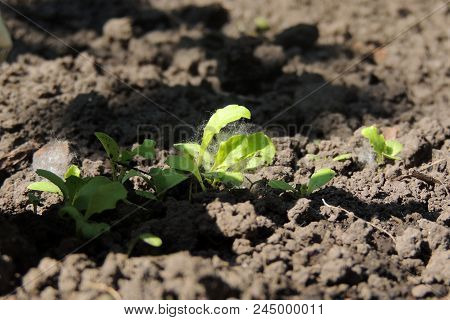 On Vegetable Gardens Grow Vegetables