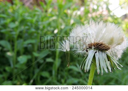Dandelions Close - Up