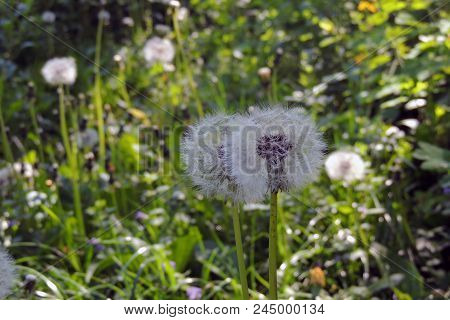 Dandelions Close - Up