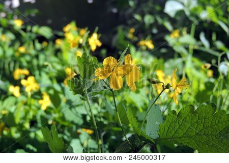 Celandine. Flowers Celandine