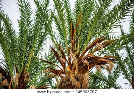 Tropical Resort With Palm Trees Near Beach Leaves Closeup