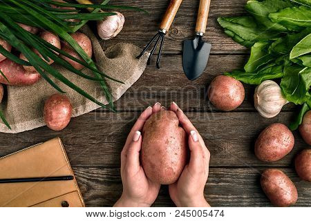 Large Potato In Female Hands, Top View On A Wooden Background With Garden Tools, Greens, Onions, Gar