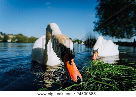 Close Up Of White Grace Swan Couple Stretching His Neck And Head Towards The Camera. Alster Lake On 