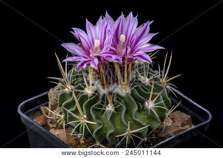 Cactus Echinofossulocactus Loydii With Flower Isolated On Black.