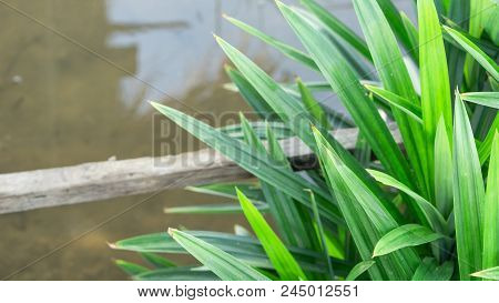 Pandan And Green Leaf Concept - Close Up Green Pandan In Rice Field And Copy Space For Text