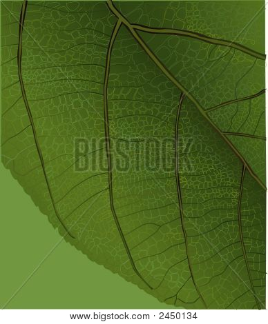 Vectorleaf_01.Eps