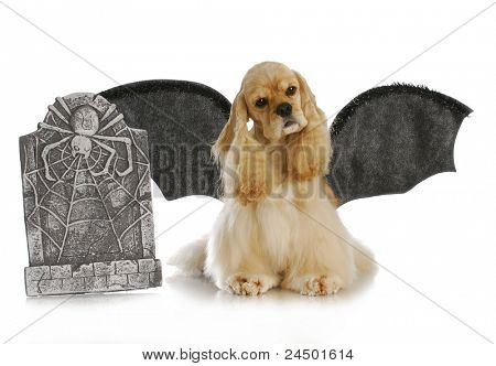perro de Halloween - cocker spaniel usar bate alas sentado al lado de la lápida sobre fondo blanco