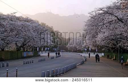cherry blossoms blossming in spring in seoul south korea taken at Seoul Grand Park