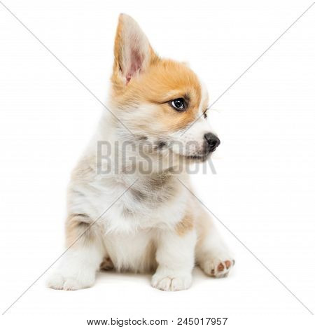 Cute Puppy Corgi Pembroke Looking Up Isolated  On  White Background.. Beautiful Small  Welsh  Puppy 