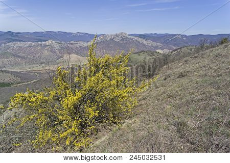 Blossoming Dogwood On The Slope Of The Tokluk-syrt Ridge. Crimea, Spring, Early April. Sunny Day.