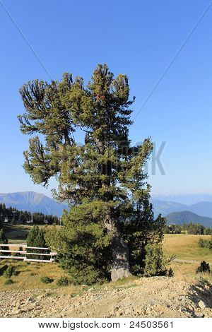 Albero e Alpi