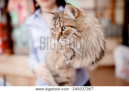 Close-up Of Siberian Cat Without Persian Admixture, Long Coat, Brown Earth Color.