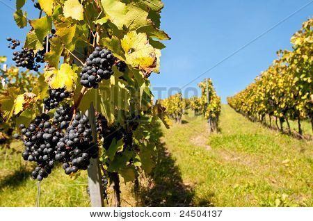Hrozny z Cabernet Cubin