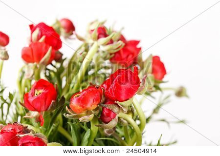 Ranuncolo rosso