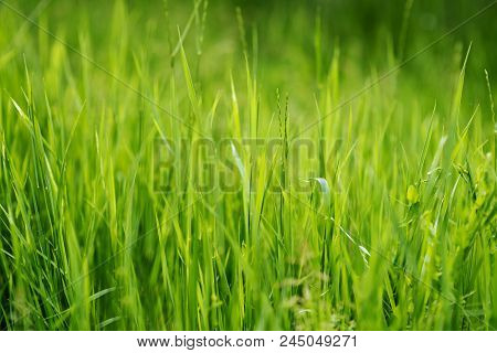 Green Fresh Grass In The Park. Background.