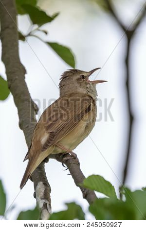 Great Reed Warbler Bird - Acrocephalus Arundinaceus
