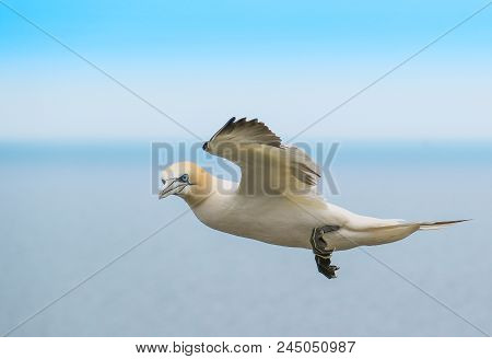Flying Gannett Frozen Shot With Blue Background