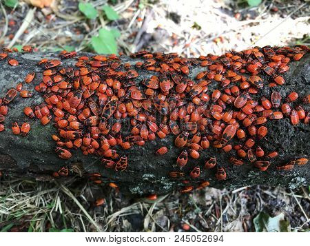 Firebugs (pyrrhocoris Apterus) Colony On The Log.