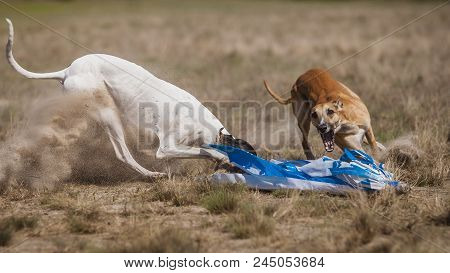 Whippet Dog Running. Coursing Training. The Whippet Dog Pursues The Bait. At The Finish I Caught. Su