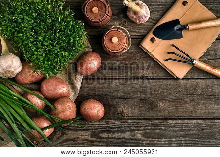 Gardening Tools And Fresh Vegetables Over Wooden Background. Potatoes, Garlic, Green Onions And Sorr