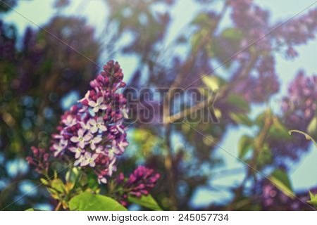 Beautiful Purple Lilac Flowers Blossom Close-up Summer Background